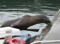 amazing how beautiful this bi`joy experience was with this recent new life as i watch him drink fresh water from the dock after he had climbed into a dingy to reach it. to be this close + see the fresh skin. when he would stetch it was like an alien creature. i've watched this guy get big as at 1st he would stay by himself, now he retaliates as big ones push him or climb over./>

	
	
	</div>
			<div id=