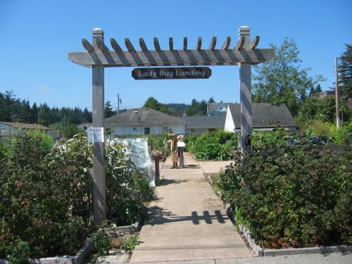 coos bay community garden, experienced folks sharing for food kitchen, renting lil patches to garden in the middle of houses, how nice for all communities to do.. oregon