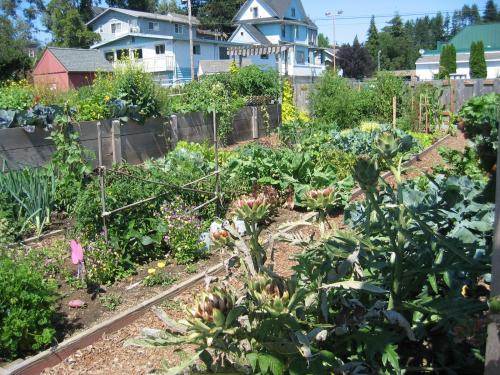 Lady Bug Landing community organic garden for soup kitchen + community to lease patches in Coos Bay, Oregon