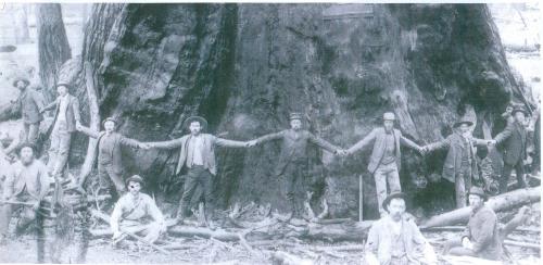 reuse, many men could not reach holding hands around this old growth tree.
