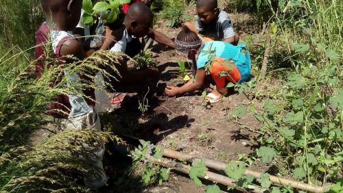 Joseph Kamara/ebola orphans/amputees and community in Sierra Leone, watching Geoff Lawton's quick garden.. 