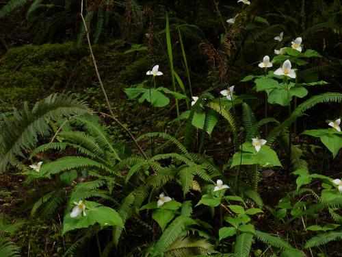 Birthroot -trilium, such a treat each spring to see a few let along this year many!