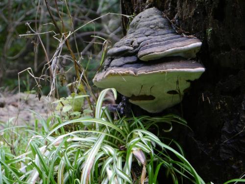 nice conch polypore mushroom on tree stump